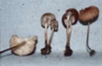 Marasmius floridanus image