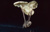 Marasmius delectans image