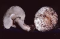 Chlorophyllum rachodes image