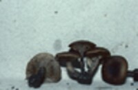 Myxomphalia maura image