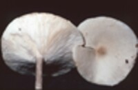 Melanoleuca alboflavida image