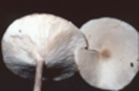 Melanoleuca alboflavida image