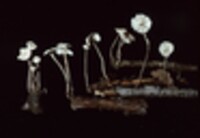 Marasmiellus opacus image