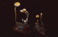 Mycena luteopallens image