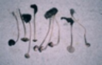 Mycena pullata image