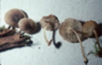 Mycena marginella var. rugosodisca image