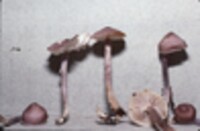 Mycena pura image