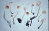 Mycena pulcherrima image