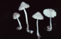 Mycena polygramma image