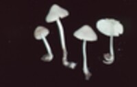 Mycena polygramma image