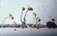 Mycena roseipallens image