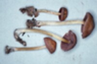 Mycena rutilantiformis image