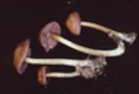 Mycena rutilantiformis image