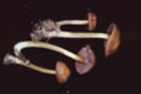 Mycena rutilantiformis image