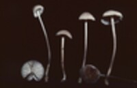 Mycena alcalina image