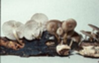 Mycena galericulata image