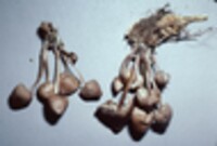 Mycena borealis image