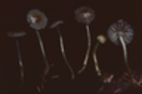 Mycena epipterygioides image