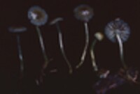 Mycena epipterygioides image