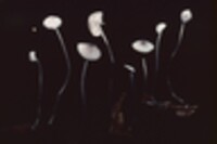 Mycena filopes image