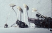 Mycena flavoalba image