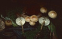 Mycena galericulata image