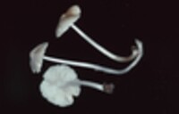 Mycena niveipes image