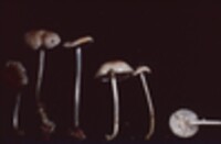 Mycena vulgaris image