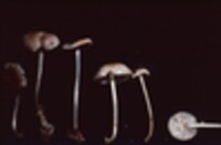 Mycena vulgaris image