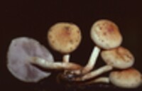 Hypholoma capnoides image