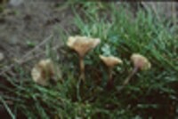 Lichenomphalia umbellifera image