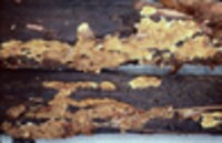 Paxillus corrugatus image