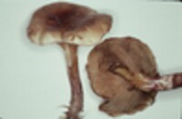 Paxillus involutus image