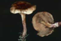 Paxillus involutus image