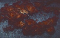 Panus conchatus image