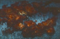 Panus conchatus image