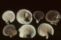 Lentinus strigosus image