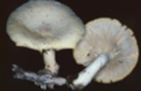 Lentinus levis image