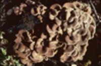 Lentinus strigosus image