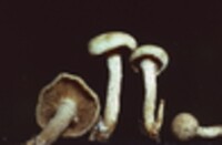 Pholiota flammans image