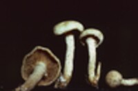 Pholiota flammans image