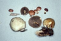 Pholiota polychroa image