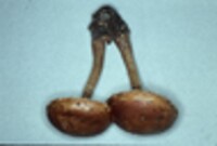 Hemistropharia albocrenulata image