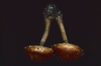 Hemistropharia albocrenulata image