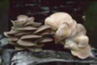 Pleurotus djamor image