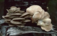 Pleurotus djamor image