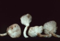 Pleurotus cornucopiae image