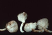 Pleurotus cornucopiae image