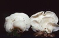 Pleurocybella porrigens image