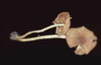 Flammulaster erinaceellus image